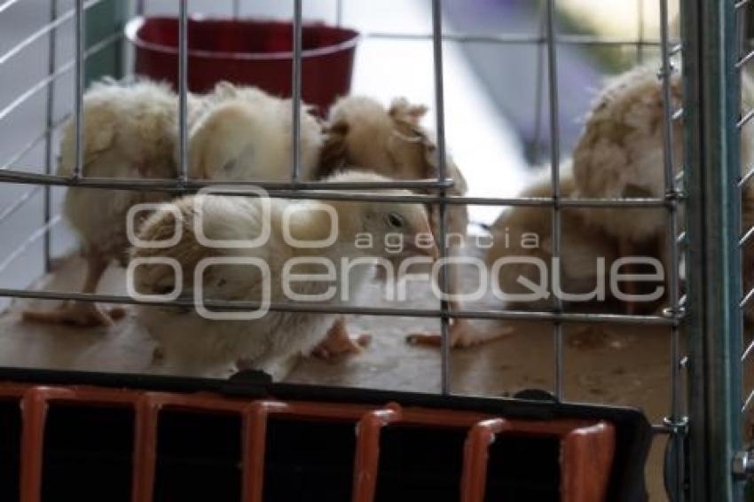 GOBIERNO ESTATAL . CAMPO POBLANO