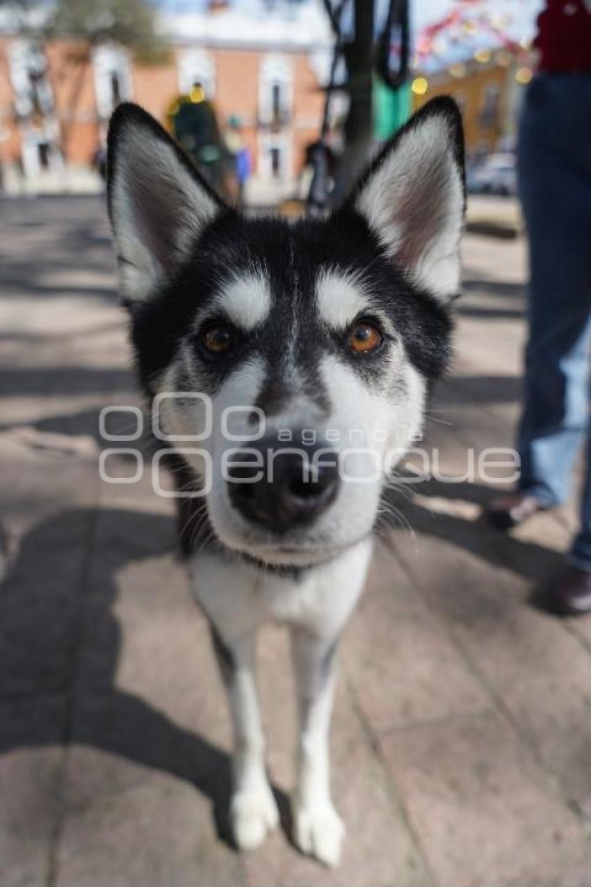 TLAXCALA . CAMPAÑA DE ADOPCIÓN DE PERROS