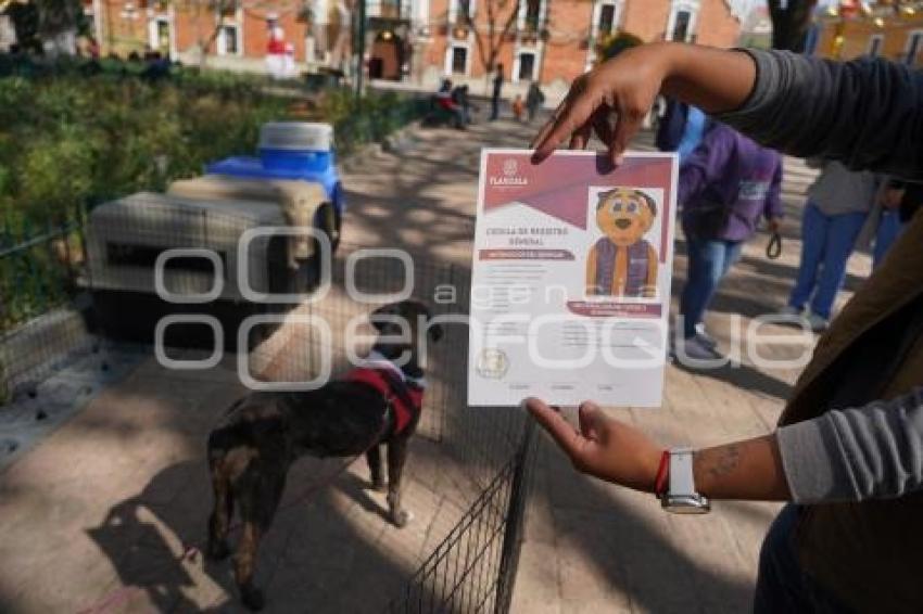 TLAXCALA . CAMPAÑA DE ADOPCIÓN DE PERROS