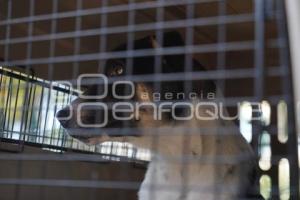 TLAXCALA . CAMPAÑA DE ADOPCIÓN DE PERROS