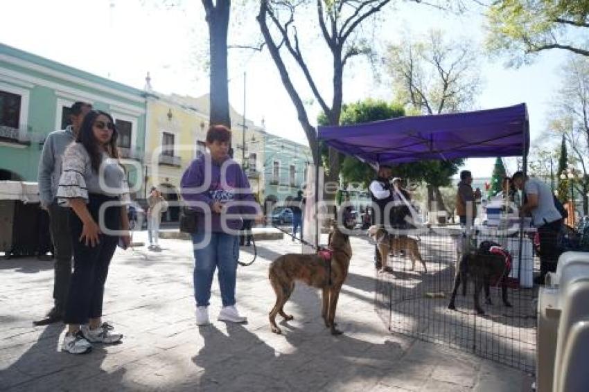 TLAXCALA . CAMPAÑA DE ADOPCIÓN DE PERROS