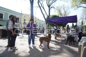TLAXCALA . CAMPAÑA DE ADOPCIÓN DE PERROS