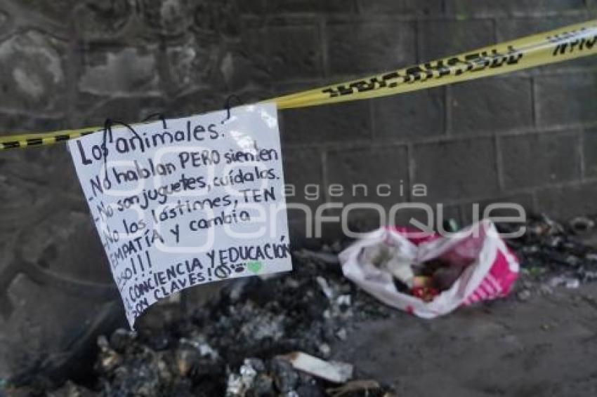 TLAXCALA . PERRO QUEMADO