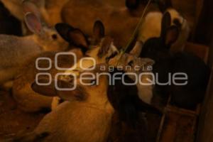 TLAXCALA . NAVIDAD SAN PEDRO TLALCUAPAN