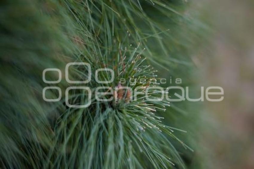 TLAXCALA . ÁRBOLES DE NAVIDAD