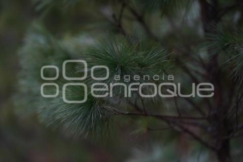 TLAXCALA . ÁRBOLES DE NAVIDAD