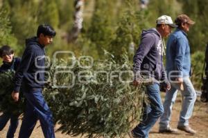 TLAXCALA . ÁRBOLES DE NAVIDAD
