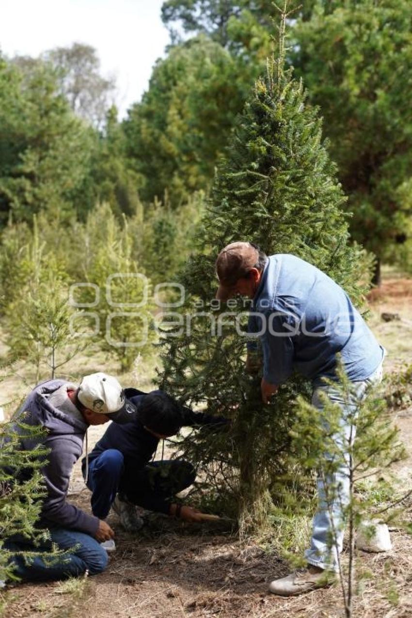 TLAXCALA . ÁRBOLES DE NAVIDAD
