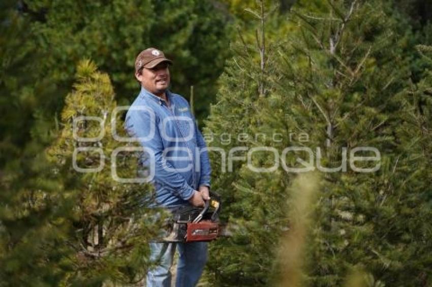 TLAXCALA . ÁRBOLES DE NAVIDAD