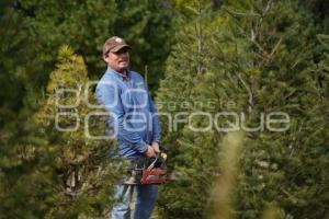 TLAXCALA . ÁRBOLES DE NAVIDAD