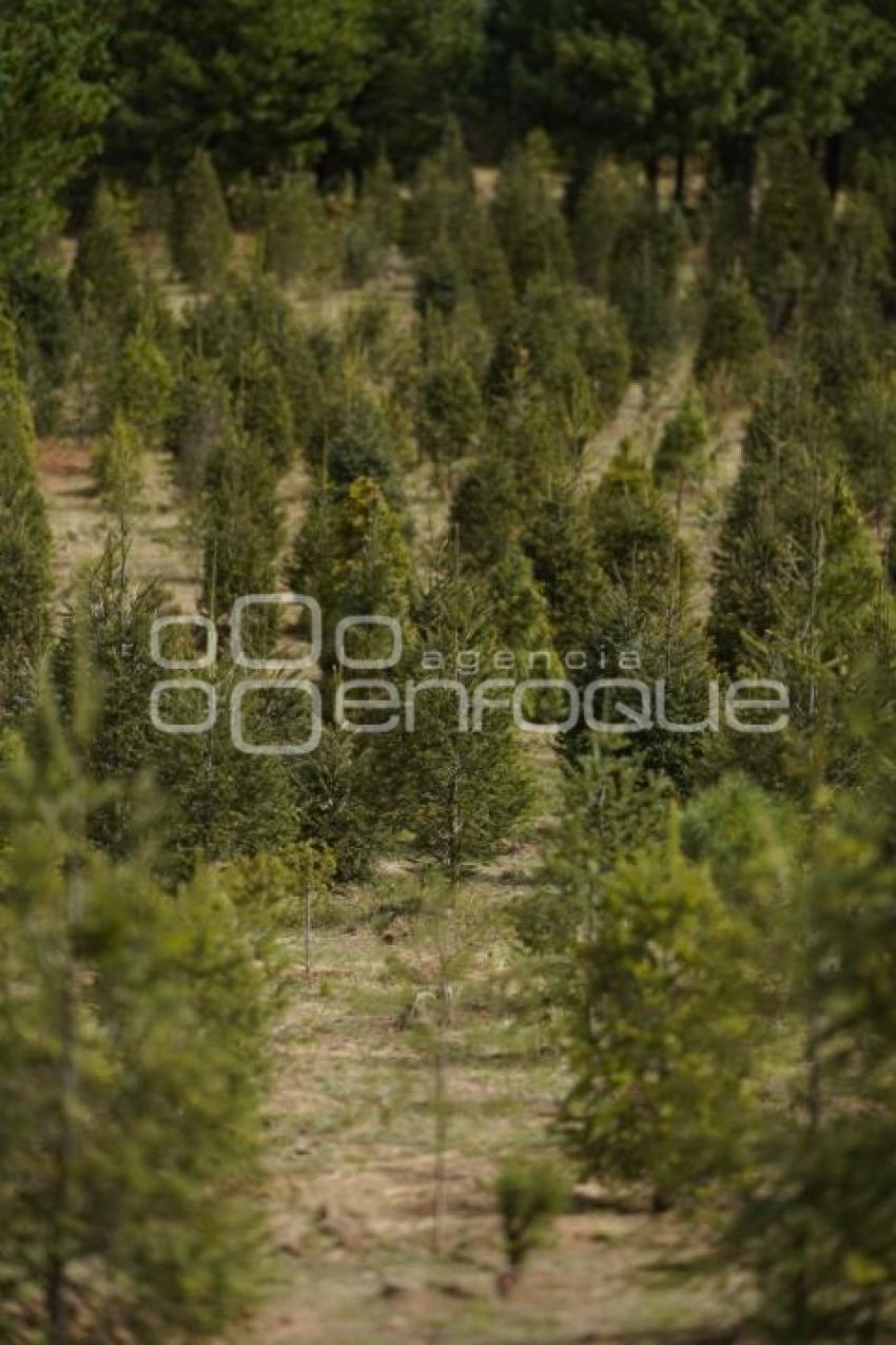 TLAXCALA . ÁRBOLES DE NAVIDAD