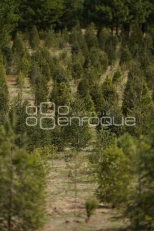 TLAXCALA . ÁRBOLES DE NAVIDAD