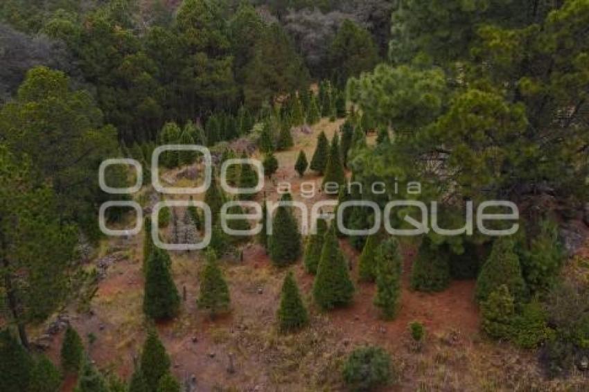 TLAXCALA . ÁRBOLES DE NAVIDAD