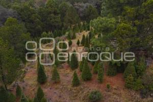 TLAXCALA . ÁRBOLES DE NAVIDAD