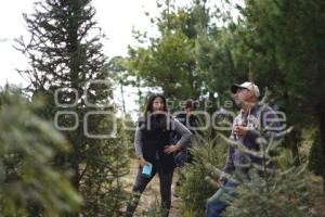 TLAXCALA . ÁRBOLES DE NAVIDAD