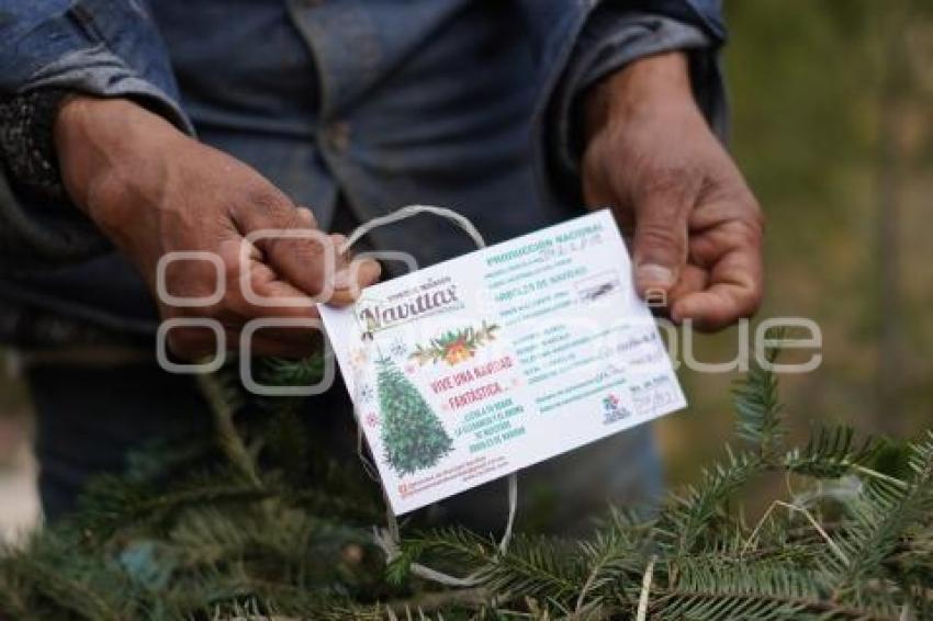 TLAXCALA . ÁRBOLES DE NAVIDAD