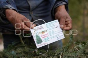 TLAXCALA . ÁRBOLES DE NAVIDAD