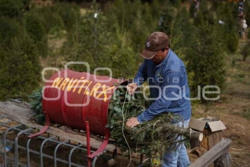 TLAXCALA . ÁRBOLES DE NAVIDAD