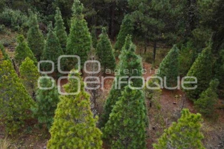 TLAXCALA . ÁRBOLES DE NAVIDAD