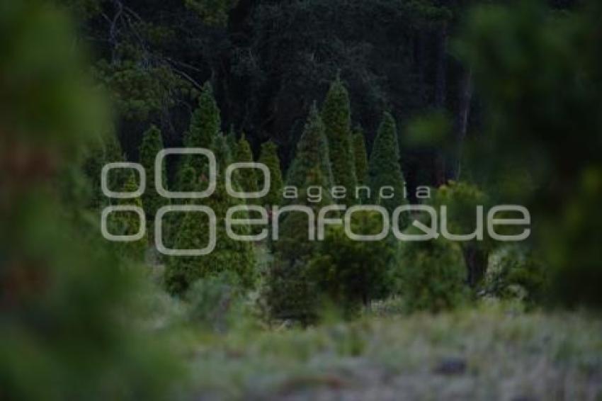 TLAXCALA . ÁRBOLES DE NAVIDAD