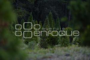 TLAXCALA . ÁRBOLES DE NAVIDAD