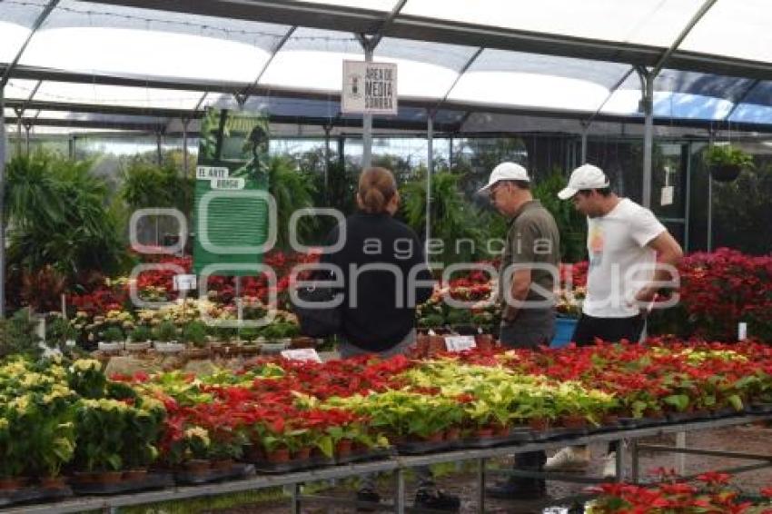 ATLIXCO . FLOR DE NOCHEBUENA