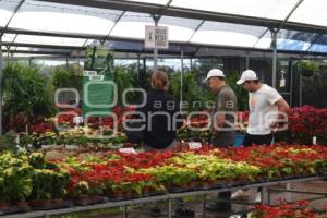 ATLIXCO . FLOR DE NOCHEBUENA