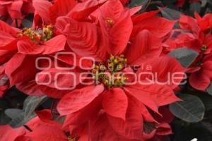 ATLIXCO . FLOR DE NOCHEBUENA