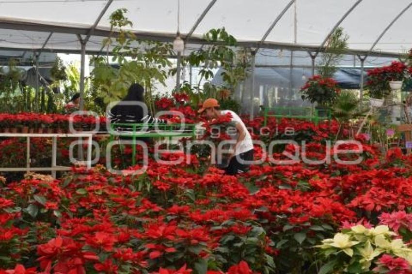 ATLIXCO . FLOR DE NOCHEBUENA