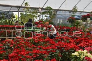 ATLIXCO . FLOR DE NOCHEBUENA