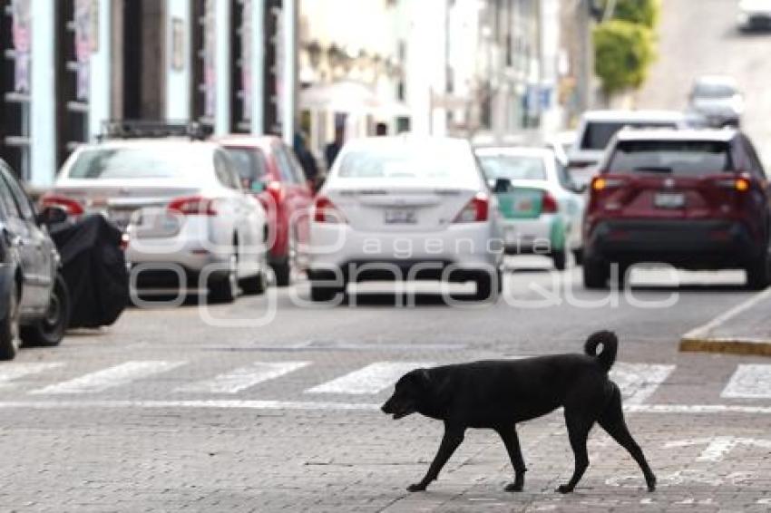 TLAXCALA . PERROS CALLEJEROS