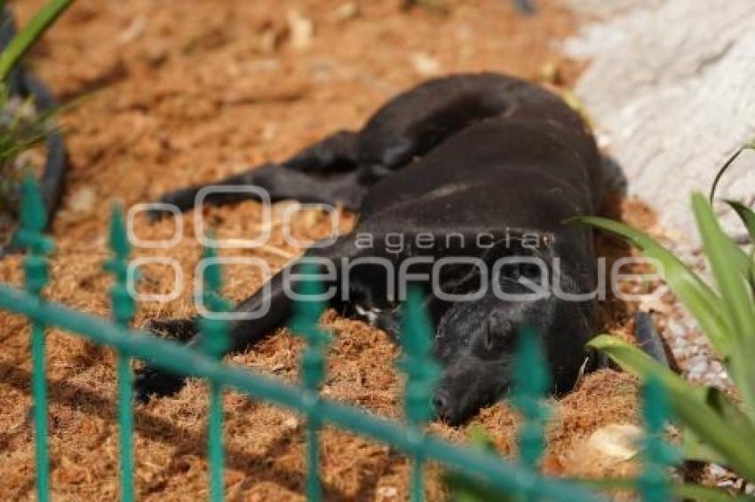 TLAXCALA . PERROS CALLEJEROS