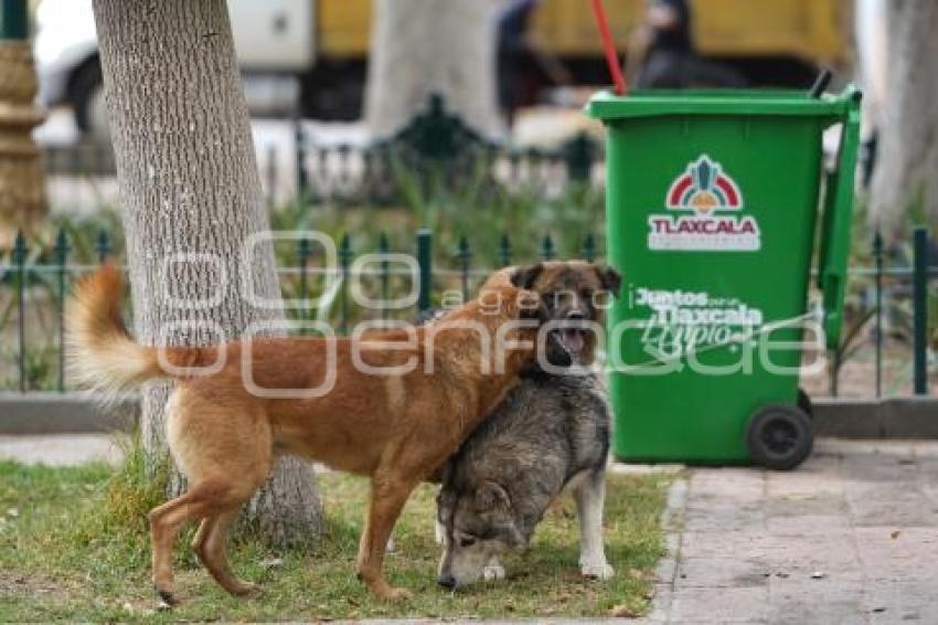 TLAXCALA . PERROS CALLEJEROS
