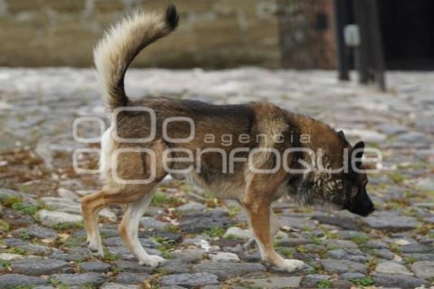 TLAXCALA . PERROS CALLEJEROS