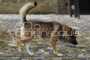 TLAXCALA . PERROS CALLEJEROS