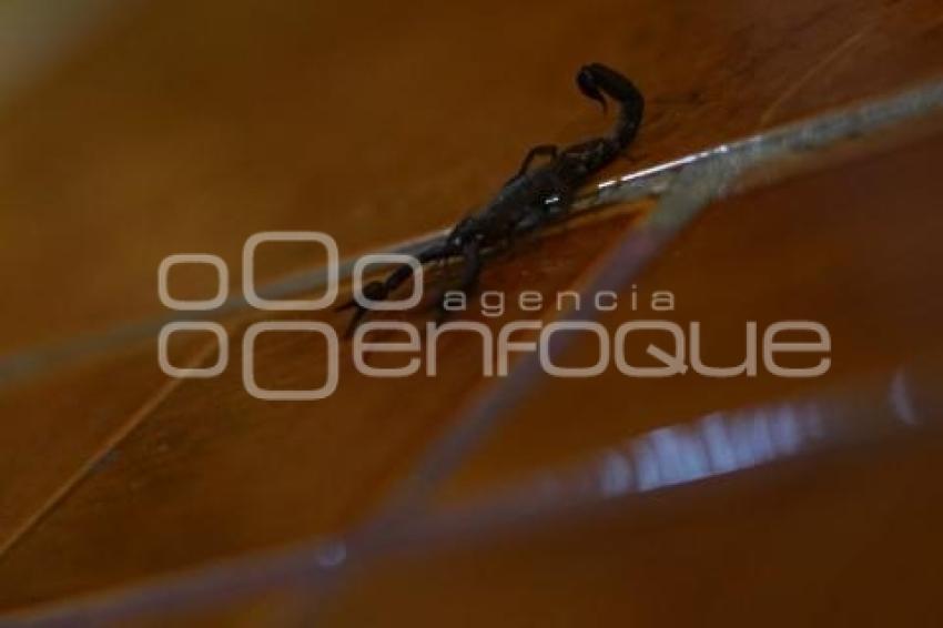 TLAXCALA . AUMENTO PICADURAS DE ALACRÁN