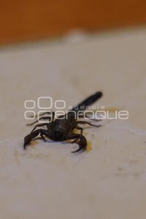 TLAXCALA . AUMENTO PICADURAS DE ALACRÁN