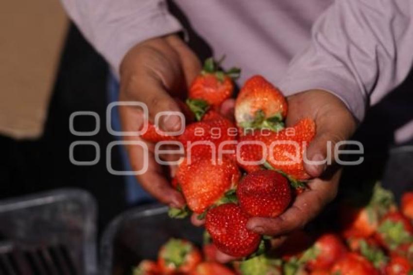 TLAXCALA . AUMENTO PRECIO DE FRESAS