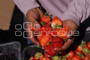 TLAXCALA . AUMENTO PRECIO DE FRESAS