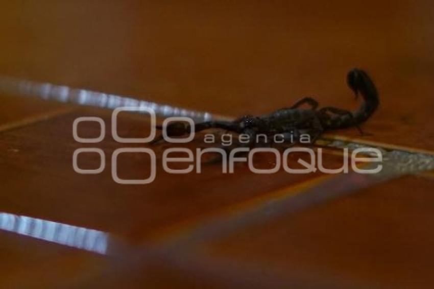 TLAXCALA . AUMENTO PICADURAS DE ALACRÁN