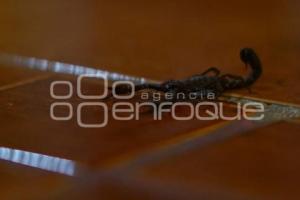 TLAXCALA . AUMENTO PICADURAS DE ALACRÁN