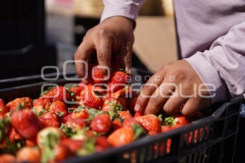 TLAXCALA . AUMENTO PRECIO DE FRESAS