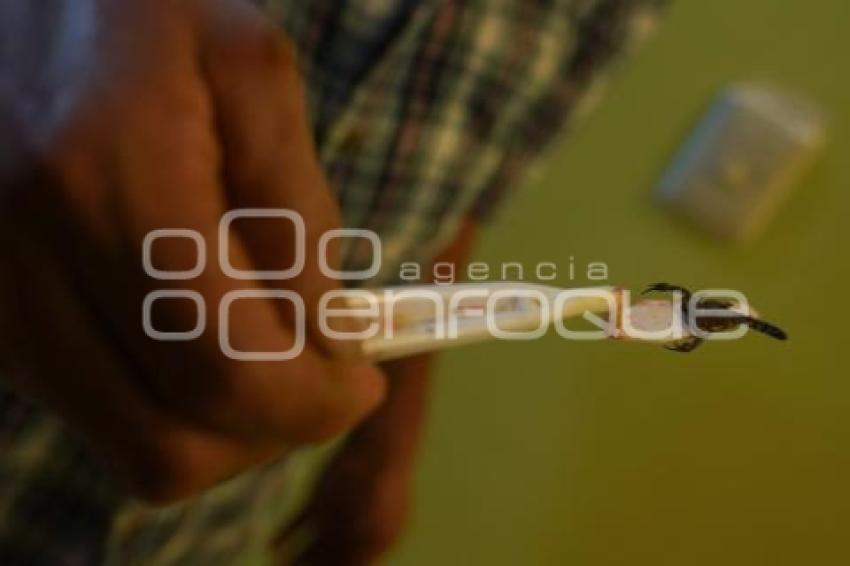 TLAXCALA . AUMENTO PICADURAS DE ALACRÁN