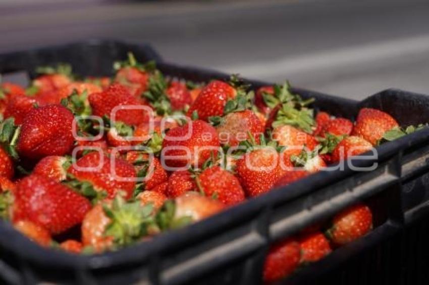 TLAXCALA . AUMENTO PRECIO DE FRESAS