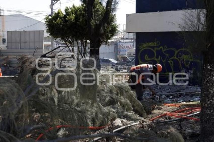 OBRA . PASEO DE LAS Y LOS CAMPEONES