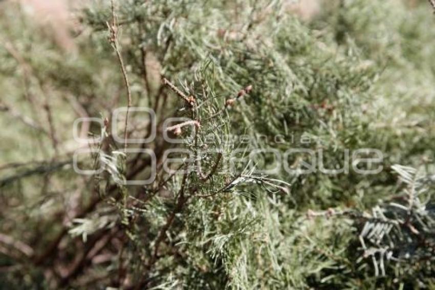 AYUNTAMIENTO . VERDE NAVIDAD