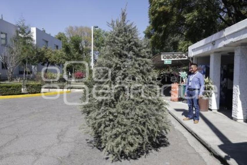 RECOLECCIÓN ÁRBOLES DE NAVIDAD