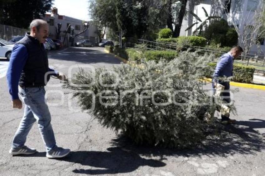 RECOLECCIÓN ÁRBOLES DE NAVIDAD