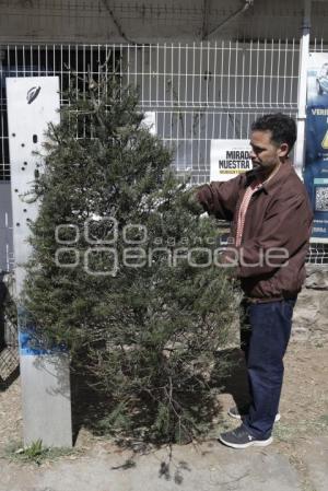 RECOLECCIÓN ÁRBOLES DE NAVIDAD