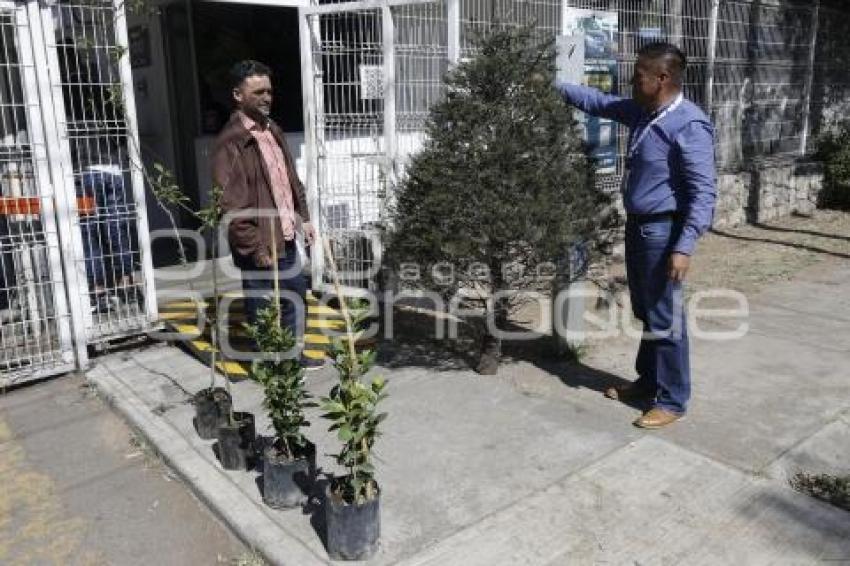 RECOLECCIÓN ÁRBOLES DE NAVIDAD